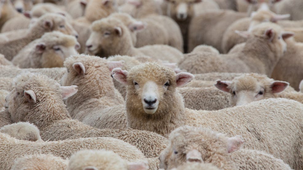 Comment S appelle Le Petit Du Mouton Le mouton : présentation et informations | MOMES