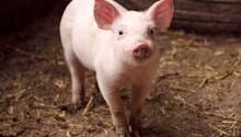 Le cochon : description et caractéristiques
