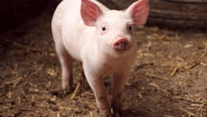 Le cochon : description et caractéristiques