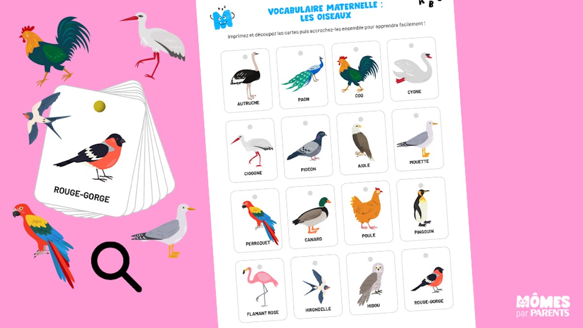 cartes de vocabulaire des oiseaux