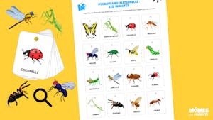 Vocabulaire maternelle : les petites cartes des insectes