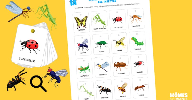 cartes de vocabulaire des insectes