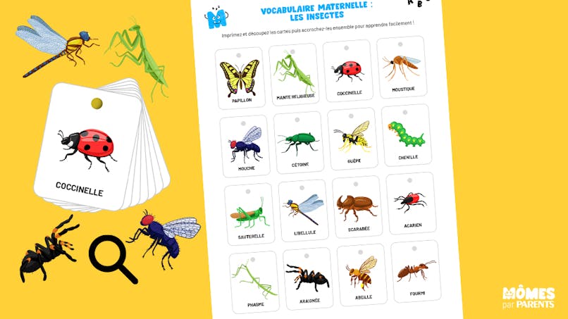 cartes de vocabulaire des insectes