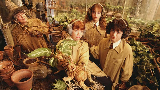 Harry Potter et ses amis dans la serre du Professeur Chourave