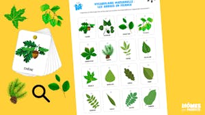 Vocabulaire maternelle : les petites cartes des arbres en France