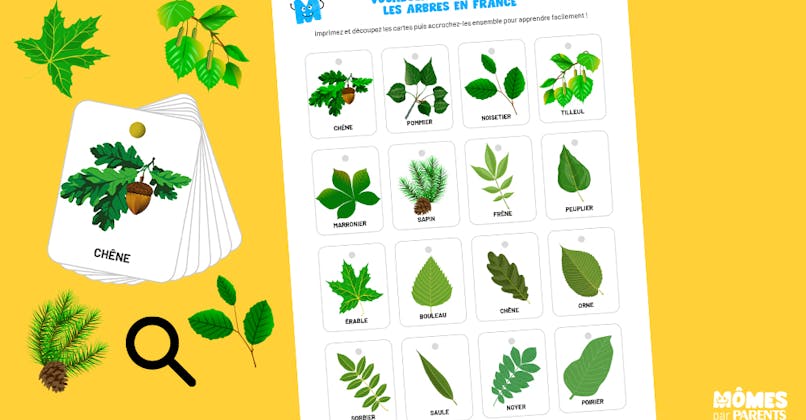 cartes de vocabulaire des arbres en France
