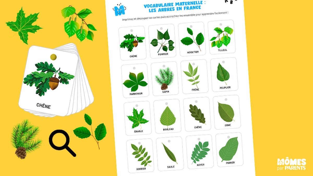 cartes de vocabulaire des arbres en France