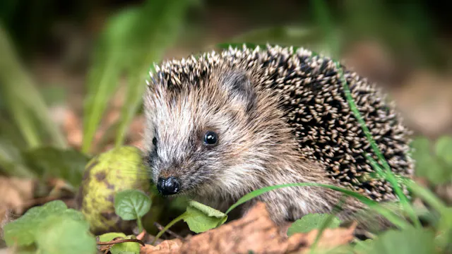 Découvrez qui est le hérisson et comment en prendre soin | MOMES