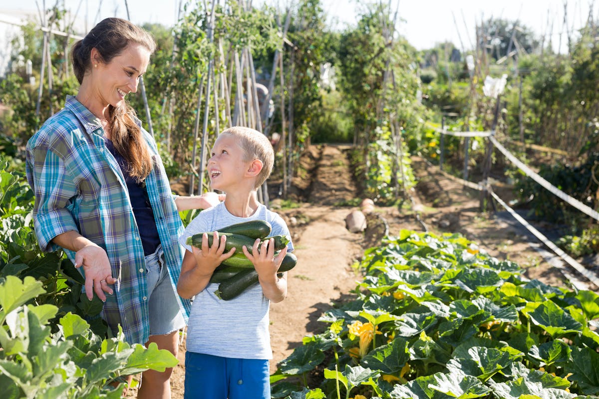 Cultiver des courgettes en pot - Promesse de Fleurs