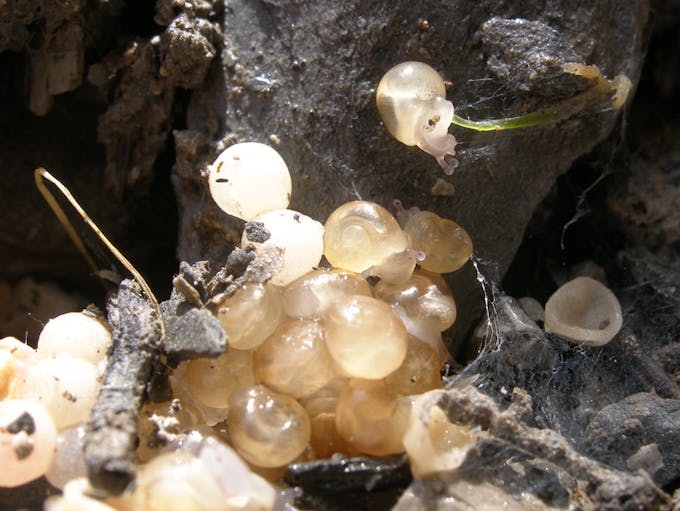 bébés escargots œufs