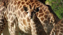 Naissance exceptionnelle d’un girafon du Cap au parc Planète Sauvage