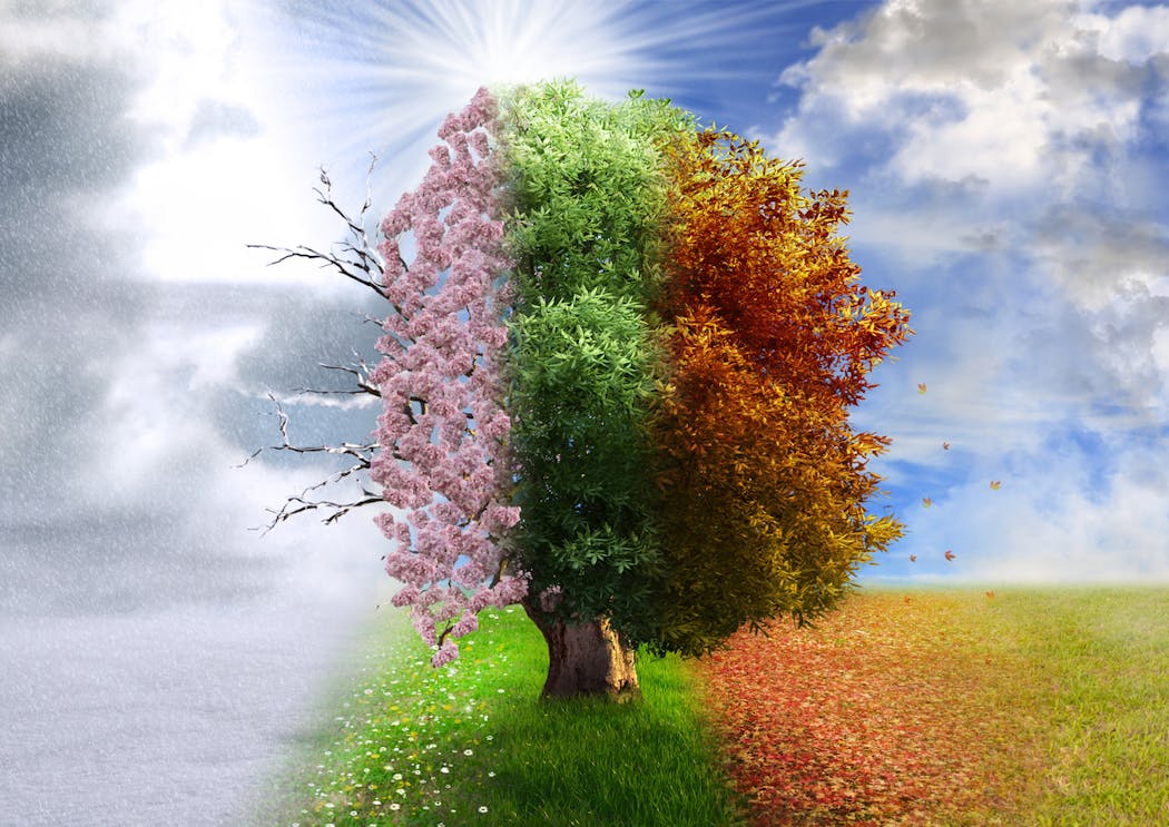 Illustration des différentes saisons grâce à un arbre gelé, fleuri, vert et dont les feuilles sont mortes