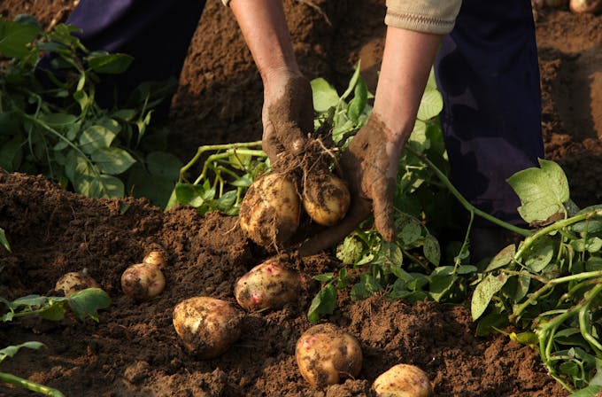 Légume du potager : Pomme de terre 