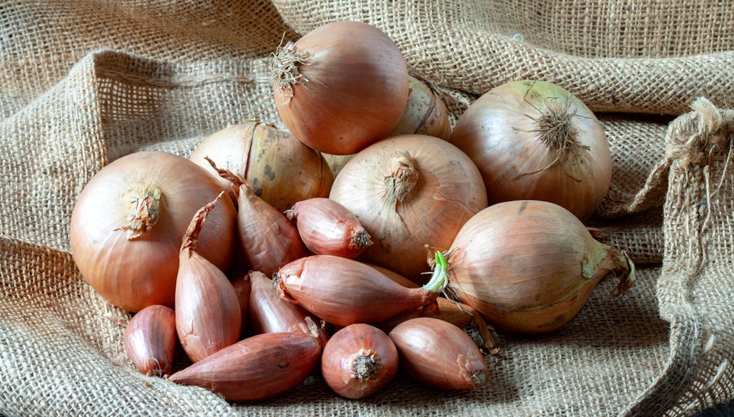 Légume du potager : Oignons et échalotes 