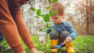 Planter un arbre dans son jardin ou dans un pot 