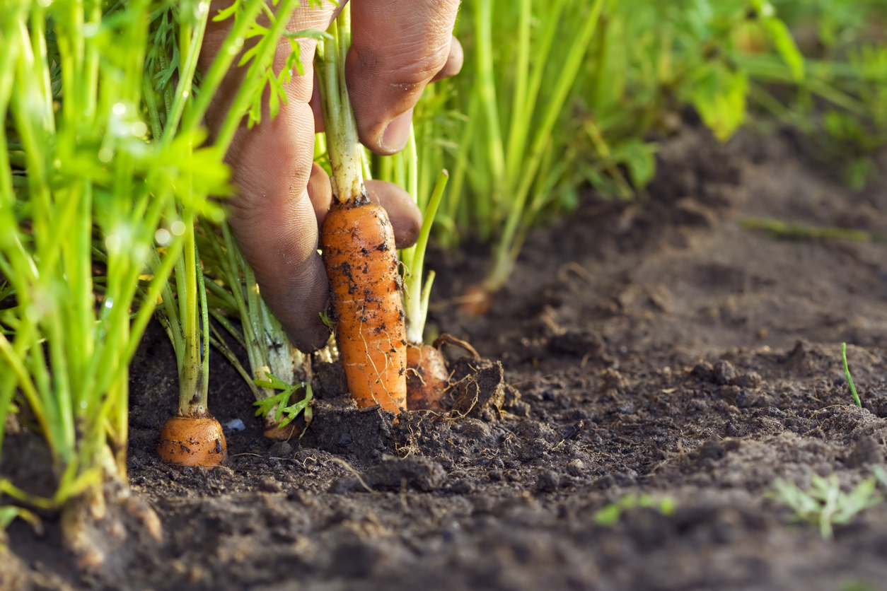 Astuces jardinage : semer des carottes | MOMES