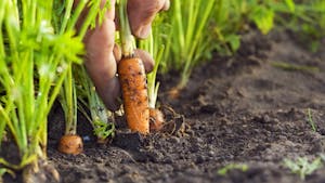 Jardinage : Comment semer des carottes ?