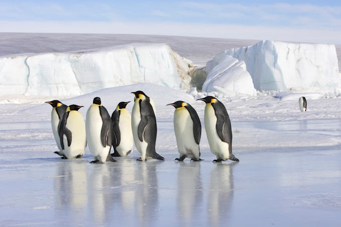 manchots empereurs en Antarctique