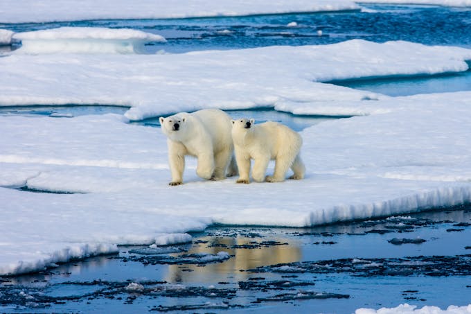 ours polaires arctiques