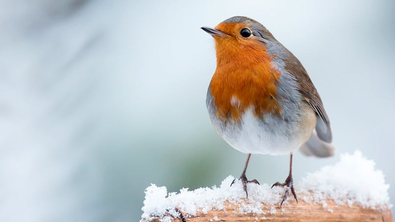 oiseau rouge gorge en hiver neige