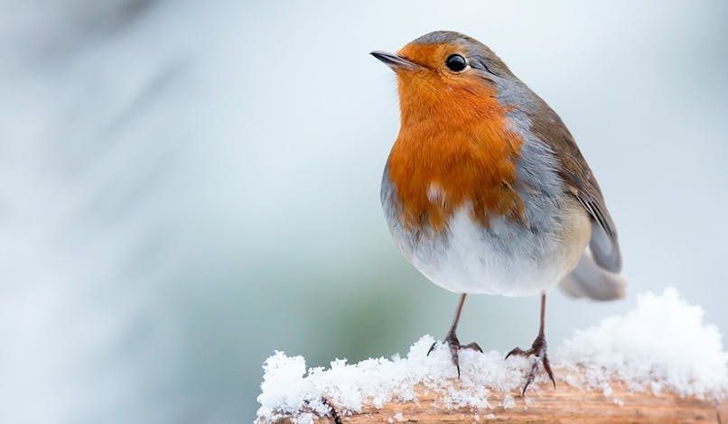 Comment aider les oiseaux du jardin en hiver ?