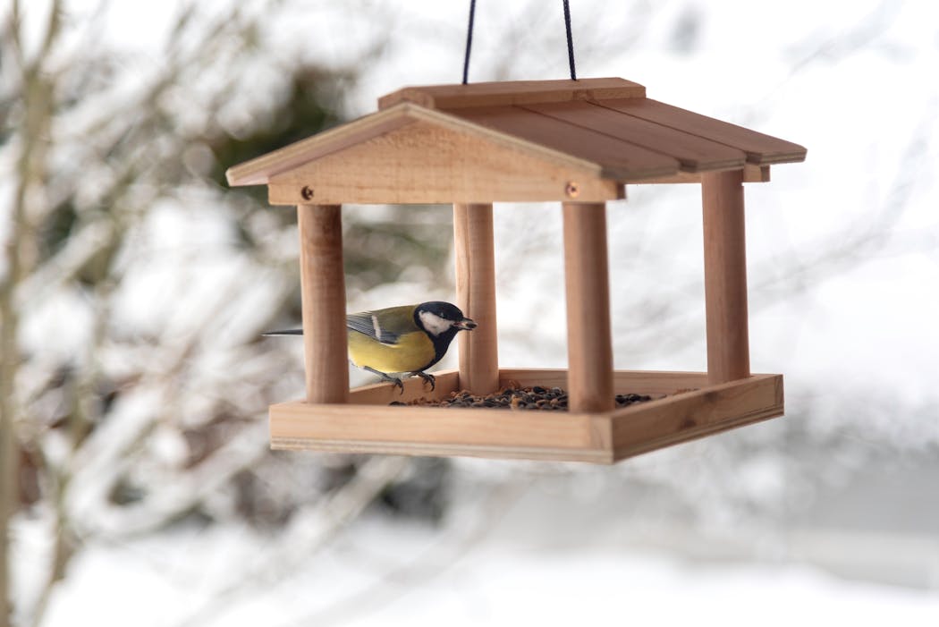 mangeoire à oiseaux en hiver