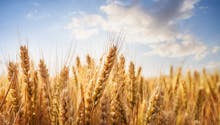Culture & histoire du blé