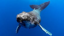 La baleine, le plus grand mammifère de la planète