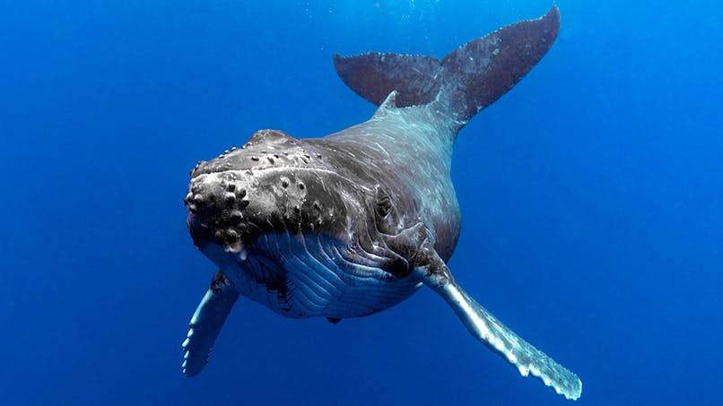 baleine sous l'eau
