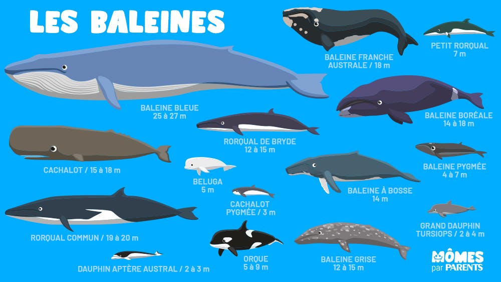 différentes espèces et tailles des baleines