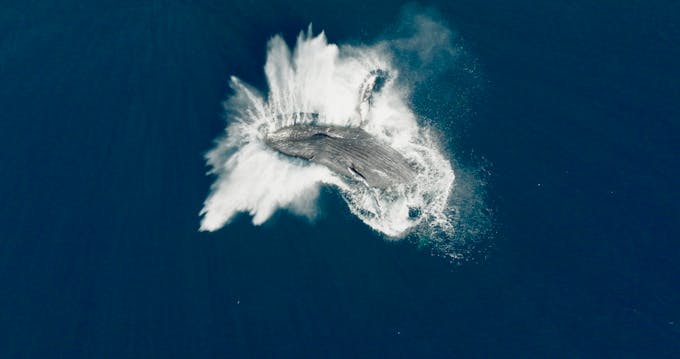 Une baleine fait un saut dans la mer. 