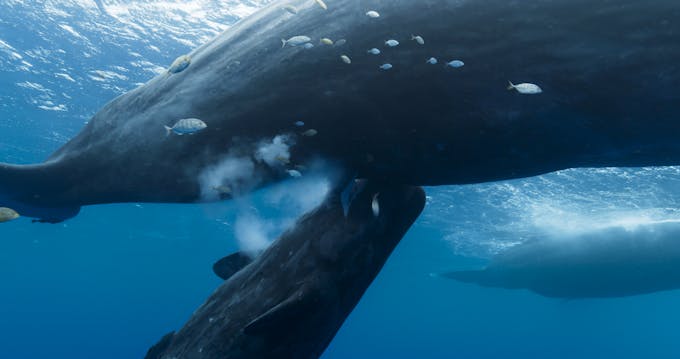 Passage du film où un baleineau tète sa mère. 