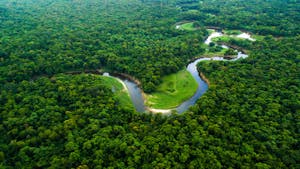 Forêt d'Amazonie : destruction et disparition