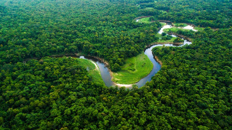 Forêt Amazonie