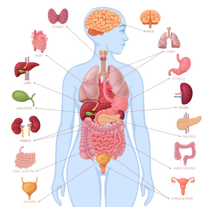 Anatomie les organes du corps humain MOMES Anatomie les organes du corps humain MOMES