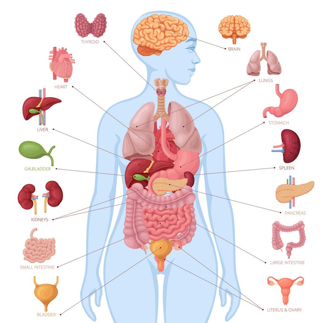 La liste des 78 organes du corps humain