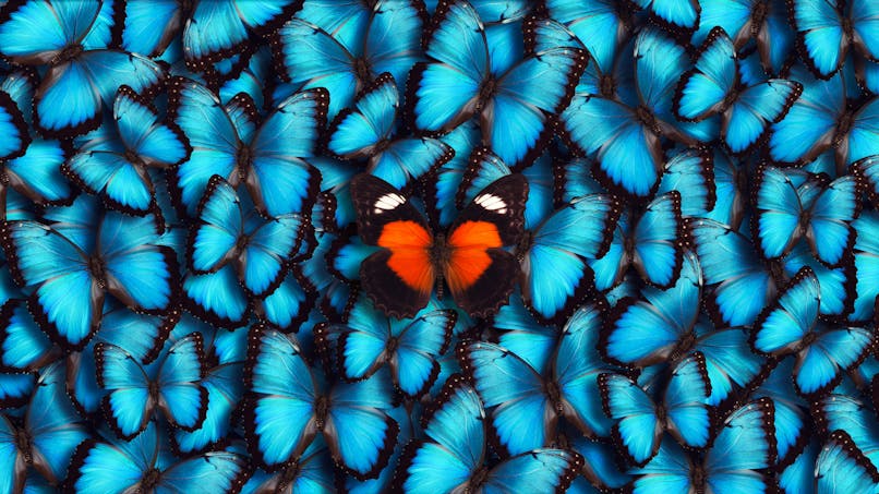 Des papillons de toutes les couleurs 