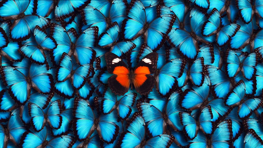 Des papillons de toutes les couleurs 