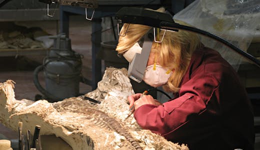 Devenir paléontologue : le métier expliqué aux enfants