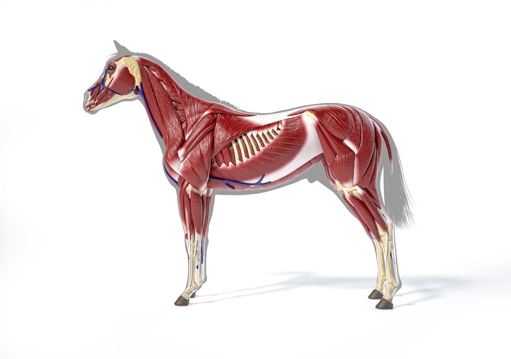 Anatomie cheval : les muscles