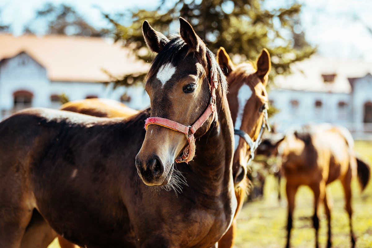 Description des differentes partie du corps du cheval