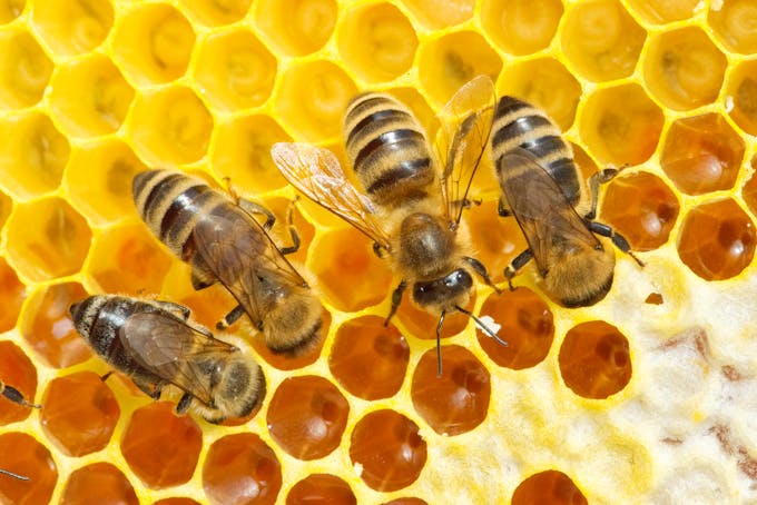 abeilles qui fabriquent du miel dans une ruche