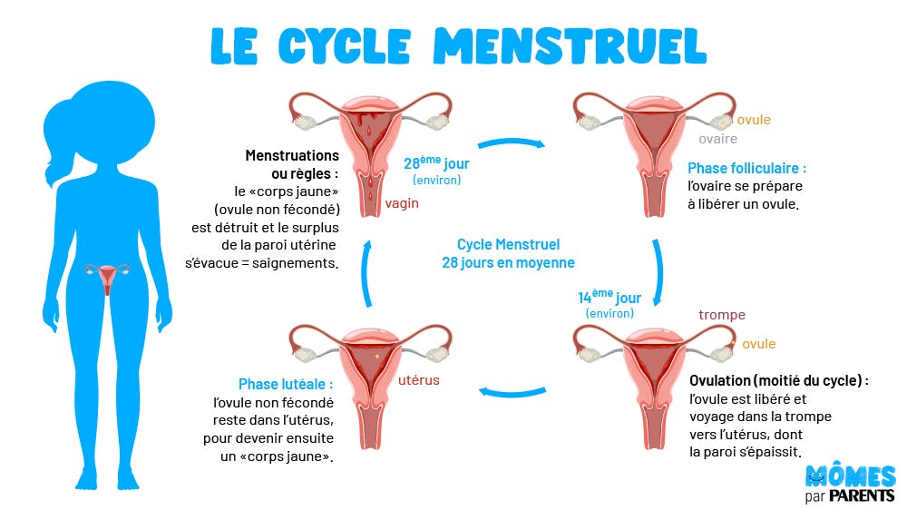 illustration cycle menstruel