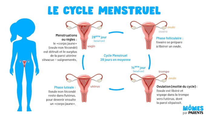 illustration cycle menstruel