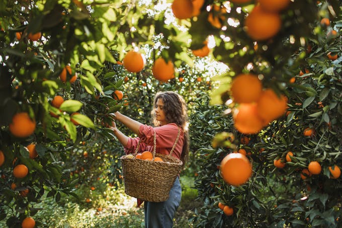 jeune femme cueillant des oranges 