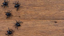 Comptine - Une araignée sur le plancher