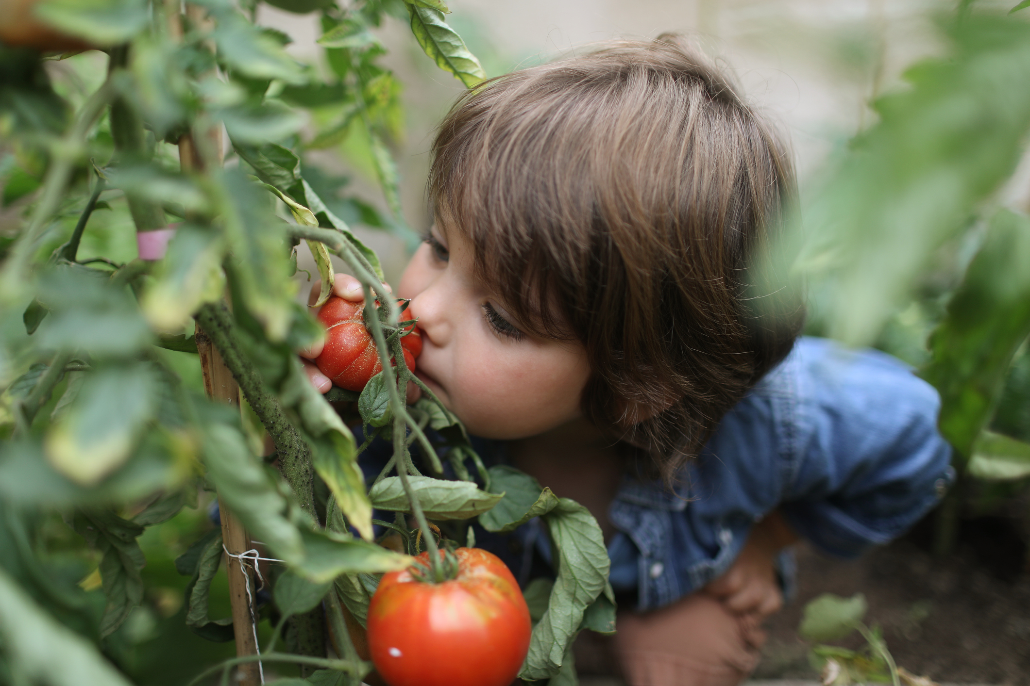 La tomate est-elle un fruit ou un légume ? | MOMES