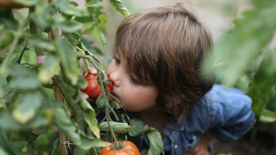 Un petit garçon sent une tomate. 