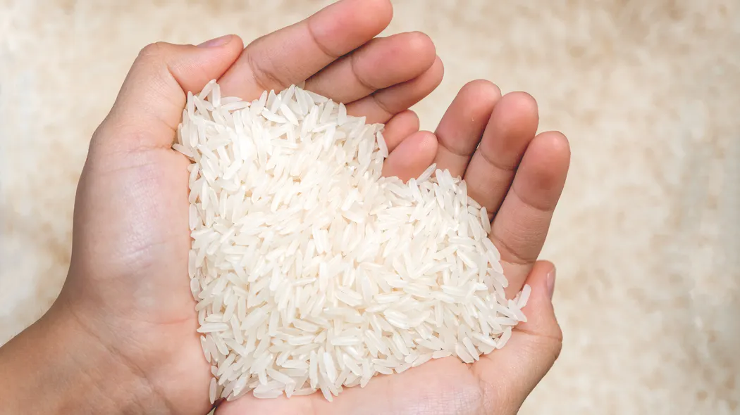 Basila W Riz Histoire du riz : Découvrez tous ses secrets et les nombreuses façon de ...