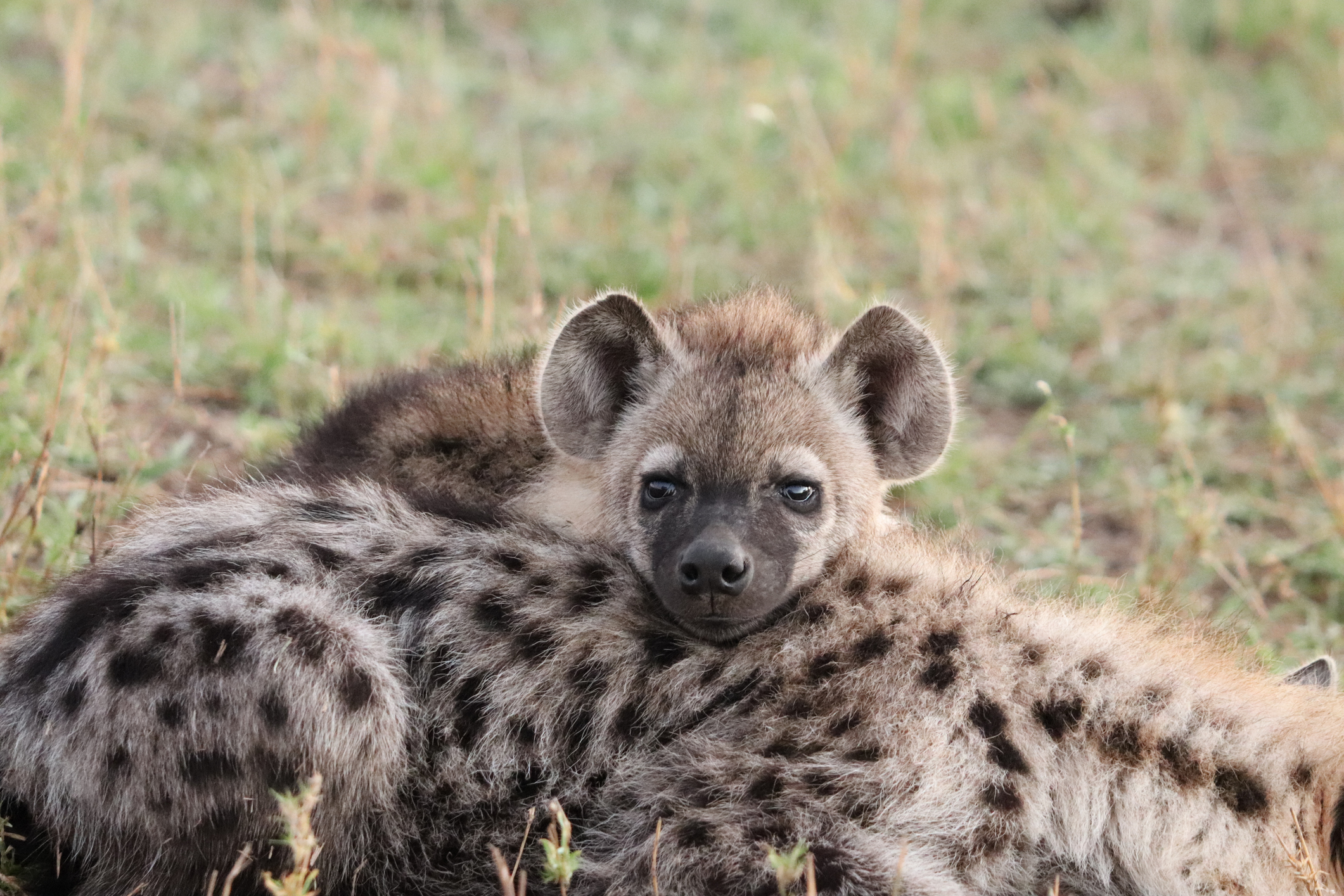 Sélection des bébés animaux les plus mignons | MOMES